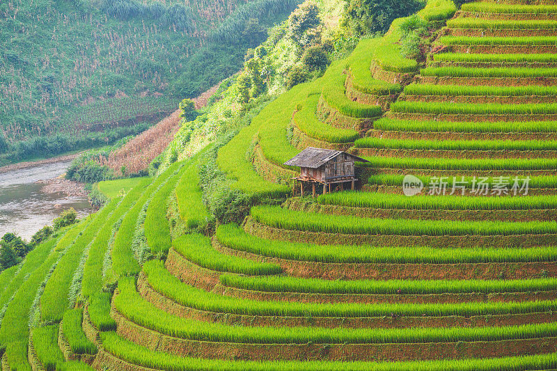 泰国清迈Pa Pong Piang山山谷中种植的水稻梯田。